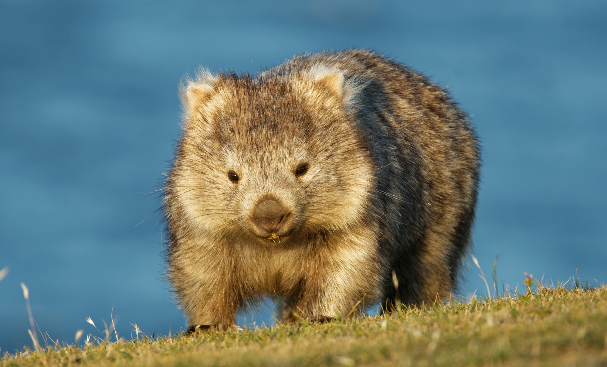 Heartwarming Wombat  sighted leading Australians safely 