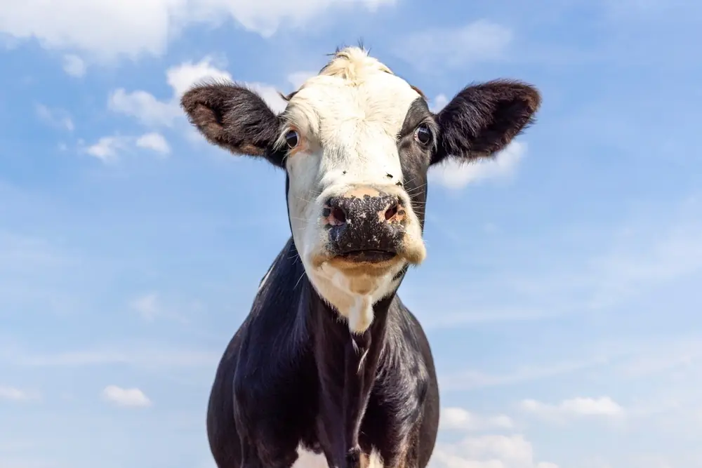 Local cow endorses Trump’s beef tariffs