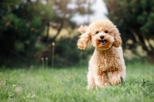 Middle-aged dog sick of being talked down to