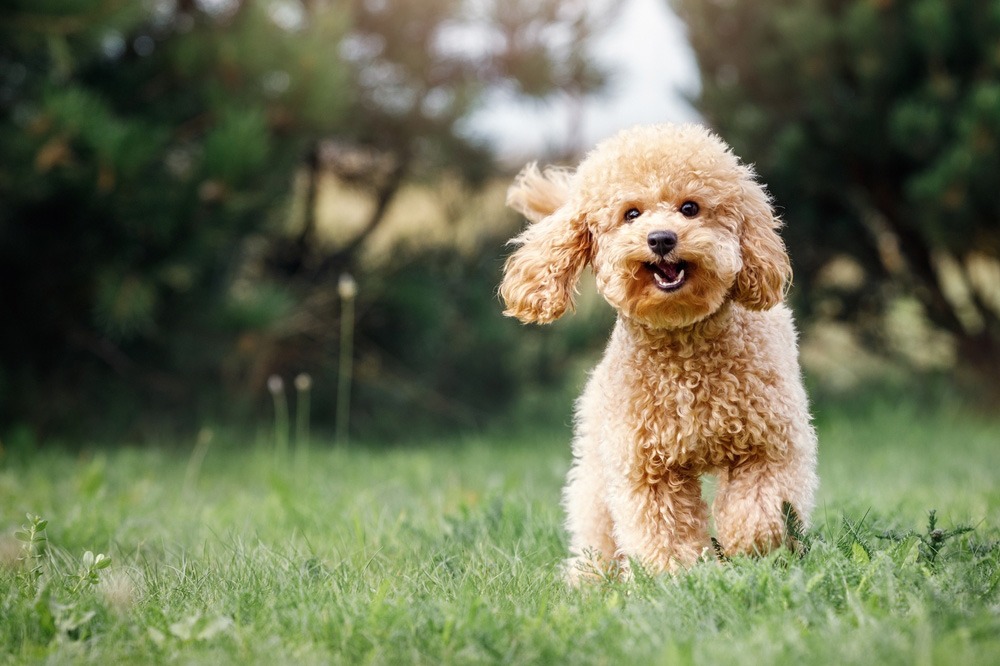 Middle-aged dog sick of being talked down to