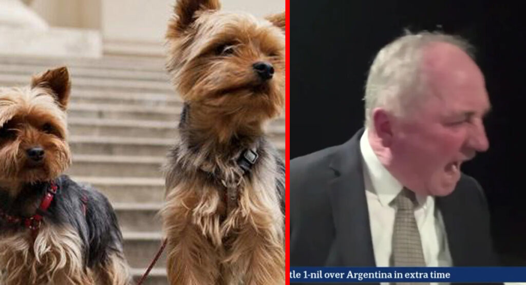 Johnny Depp’s dogs call for Barnaby Joyce to be euthanised