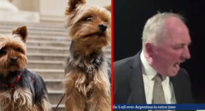 Johnny Depp’s dogs call for Barnaby Joyce to be euthanised